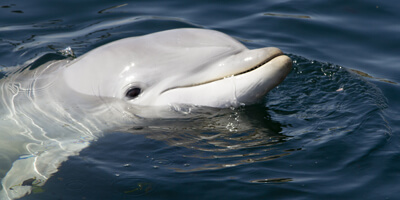 Afbeelding bij Harderwijk Dolphinarium