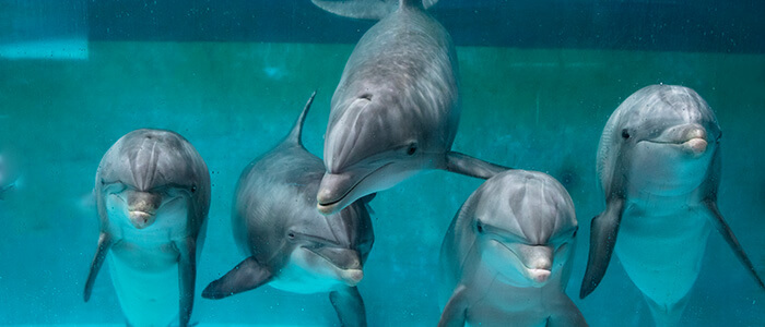 Dolfijnenvoorstelling bij Boudewijn Seapark Brugge