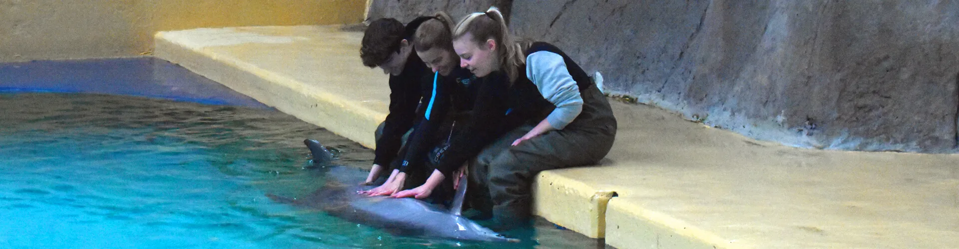 Dichter bij Dolfijnen