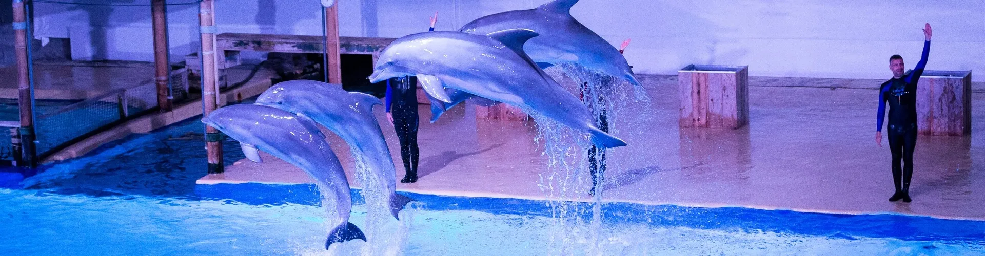 Dolfinarium