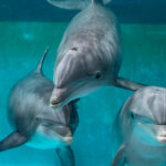 Dolfijnenvoorstelling