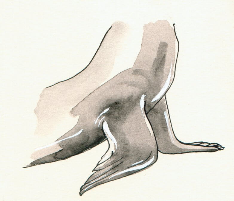 Californische-zeeleeuw