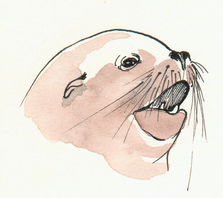 Californische-zeeleeuw