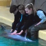 Dichter bij Dolfijnen