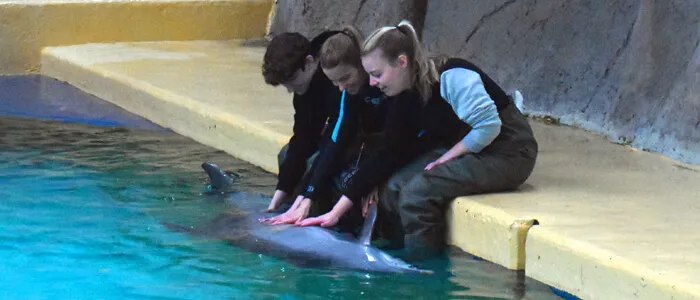 Dichter bij Dolfijnen