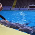 Dichter bij Dolfijnen