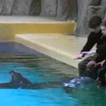 Dichter bij Dolfijnen