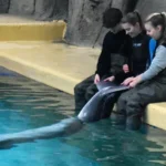 Dichter bij Dolfijnen