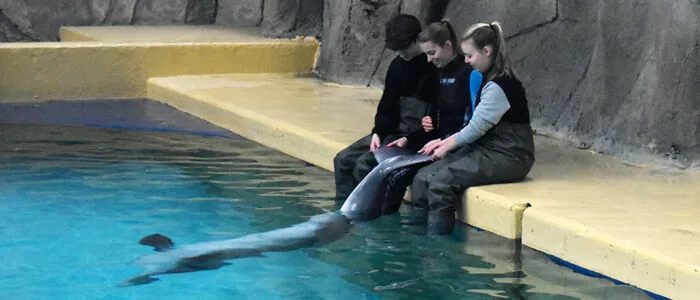 Dichter bij Dolfijnen