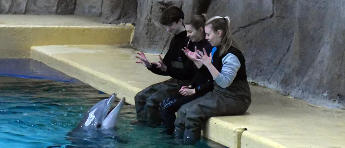 Dichter bij Dolfijnen