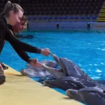 Dichter bij Dolfijnen