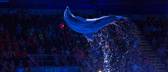 Dolfijnenvoorstelling