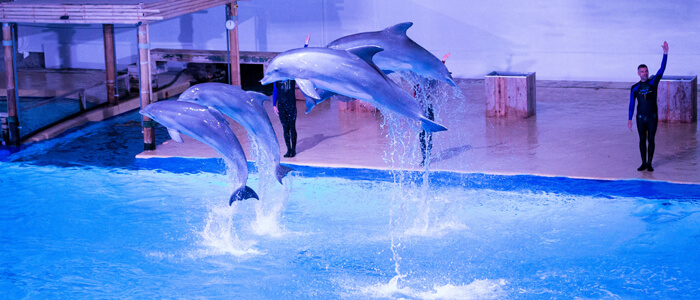 Dolfijnenvoorstelling