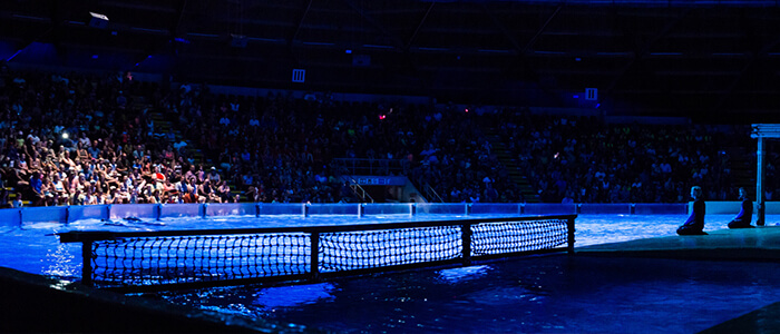 Dolfijnenvoorstelling