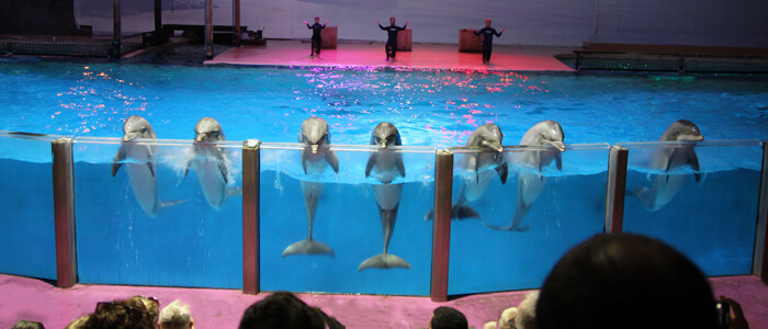 Dolfijnenvoorstelling