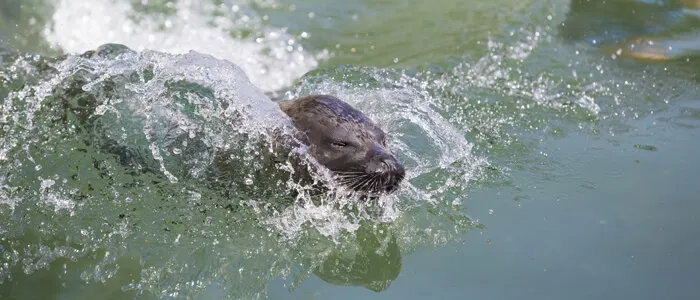 Zeehondenpresentatie