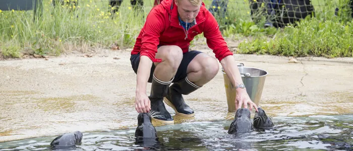 Zeehondenpresentatie