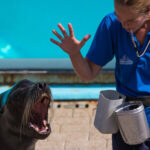 Zeeleeuwenvoorstelling