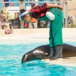 Zeeleeuwenvoorstelling