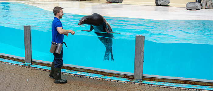 Zeeleeuwenvoorstelling