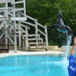 Zeeleeuwenvoorstelling